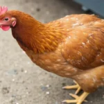 What Is the Easiest Type of Chicken to Cook?